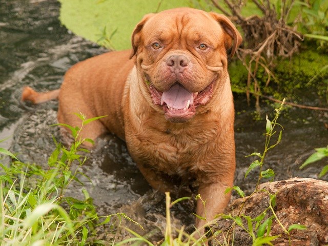 Dogue De Bordeaux Puppies and Dogs for sale near you